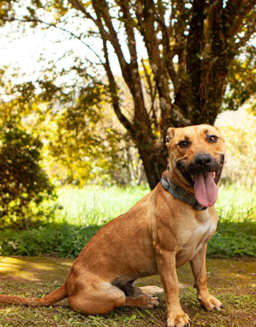 CasAdote São Pauloadoção responsáveladoção de cães e gatos