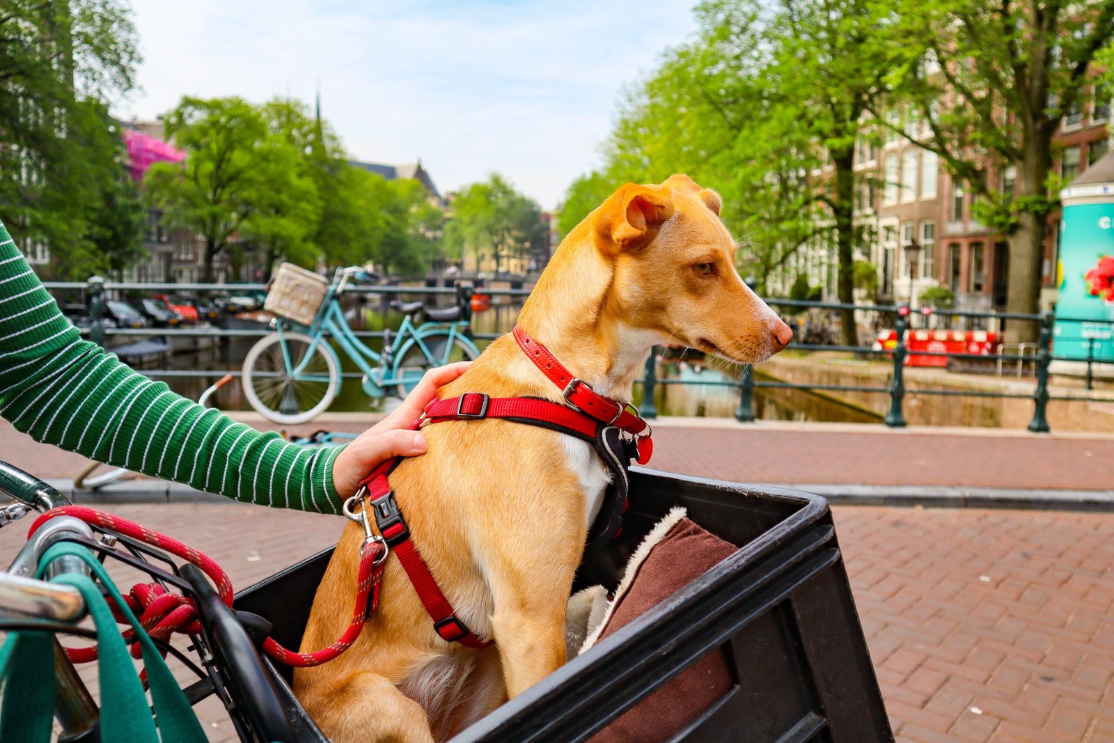 Países Baixos São o Primeiro País do Mundo Sem Cães Abandonados nas Ruas: Como Conseguiram Este Feito? Cão dentro de um cesto de bicicleta em Amsterdam